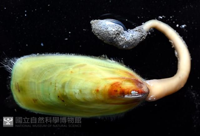 亞氏海豆芽藏品圖，第12張