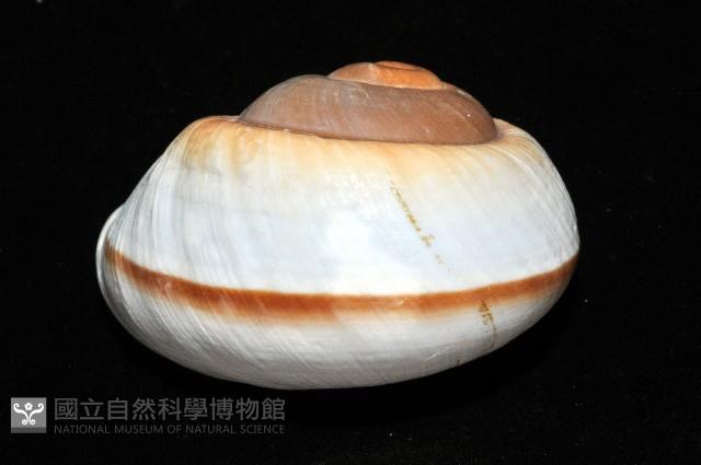大王鱉甲蝸牛藏品圖，第12張
