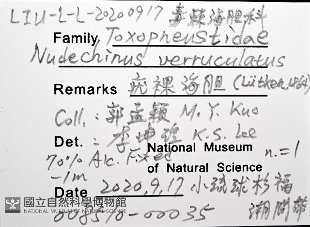 疣裸海膽藏品圖，第12張
