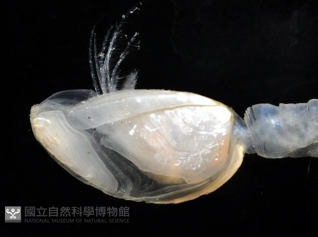 深海板茗荷藏品圖，第12張