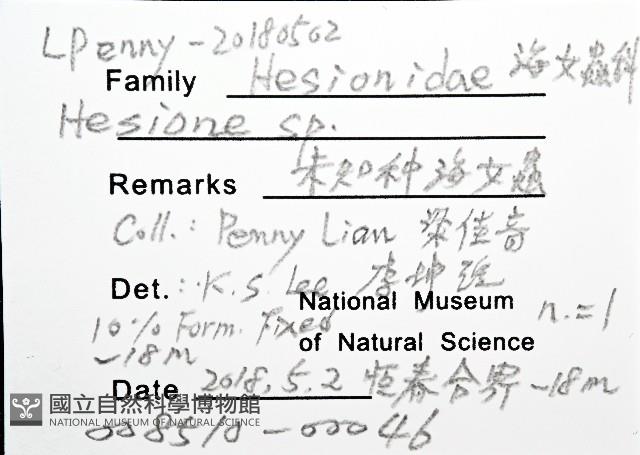 未知種海女蟲藏品圖，第12張