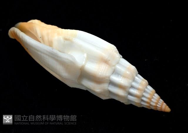 老鳥蛹筆螺藏品圖，第12張