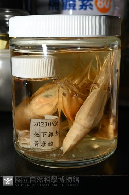 思氏不對稱鰓虱藏品圖，第12張