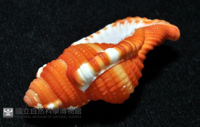 豔紅美法螺藏品圖，第12張