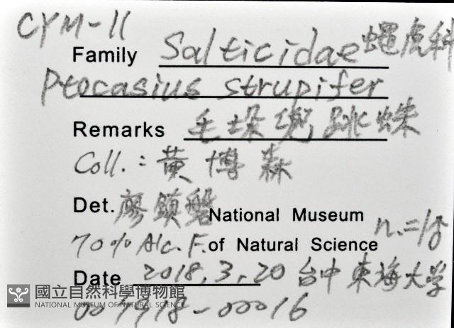 毛垛兜蠅虎藏品圖，第12張