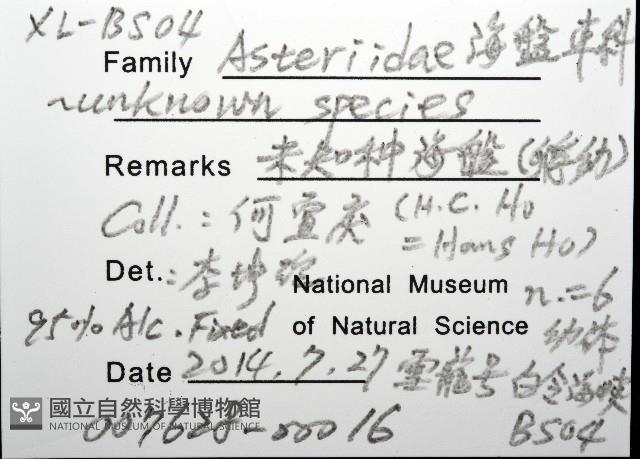 未知種海盤車藏品圖，第12張