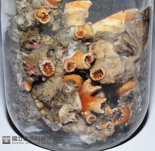 軸樹珊瑚(軸木珊瑚)藏品圖，第12張