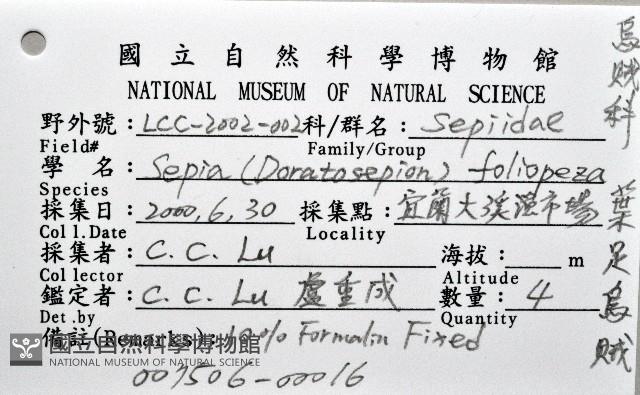 葉足鳥賊藏品圖，第12張
