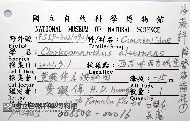 輪替海齒花藏品圖，第12張