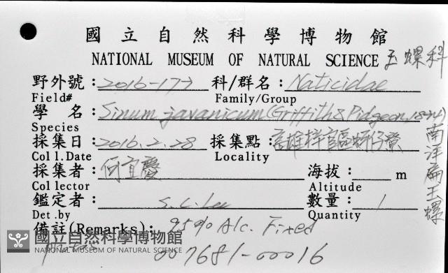 南洋扁玉螺藏品圖，第12張