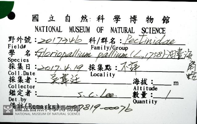 油畫海扇蛤藏品圖，第12張