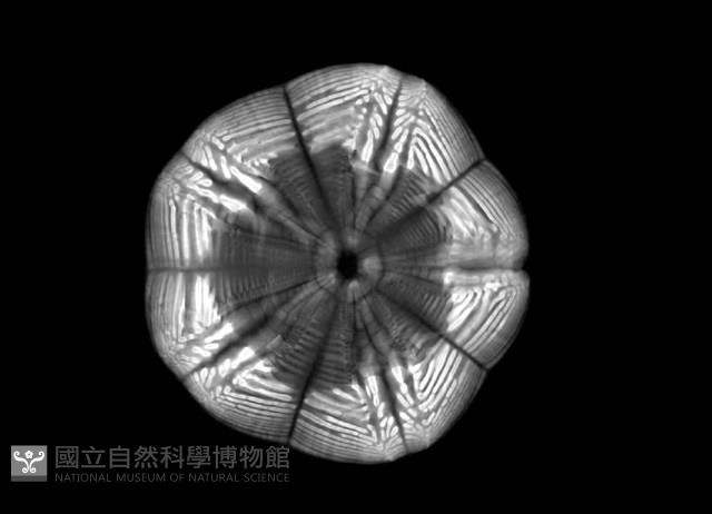 扁平蛛網海膽藏品圖，第12張
