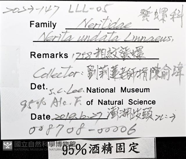 粗紋蜑螺藏品圖，第12張
