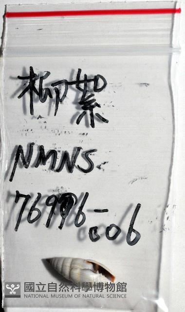 柳絮蛹筆螺藏品圖，第12張