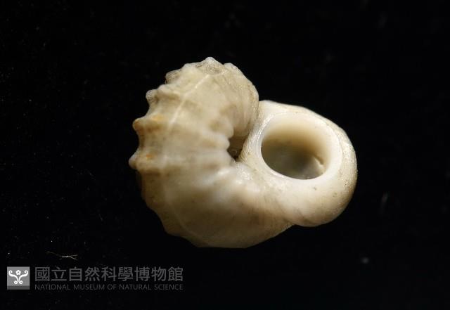 雞籠花冠螺藏品圖，第12張