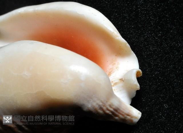 緋袖鳳凰螺藏品圖，第12張