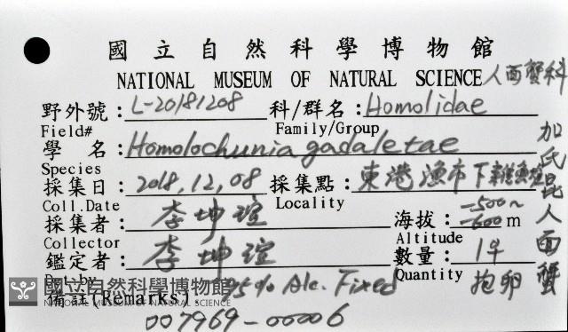 加氏昆人面蟹藏品圖，第12張
