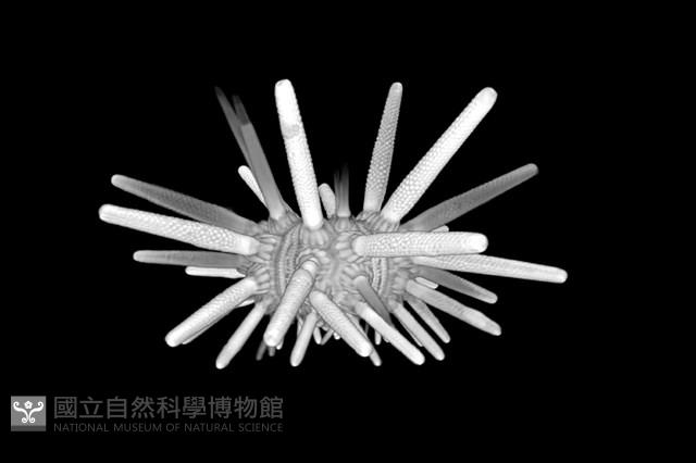 冠棘真頭帕海膽藏品圖，第12張
