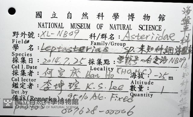 未知種細海盤車藏品圖，第12張