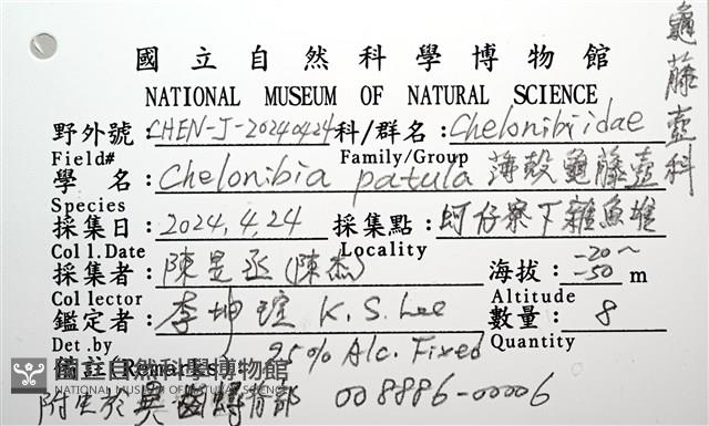 薄殼龜藤壺藏品圖，第12張