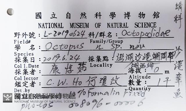 沙港章魚(新種)藏品圖，第12張