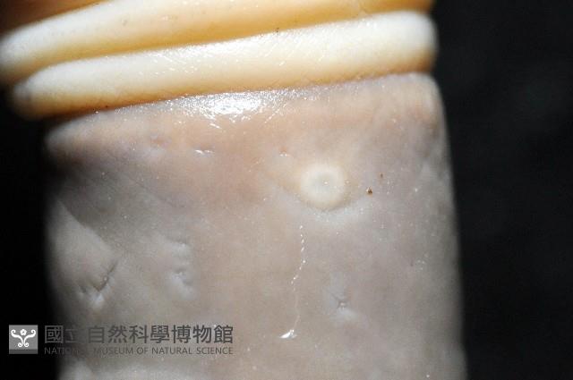 恆春遠環蚓藏品圖，第12張