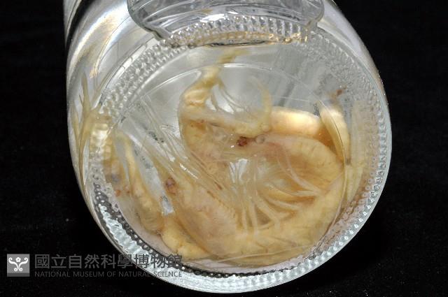臺灣紅蝦藏品圖，第12張