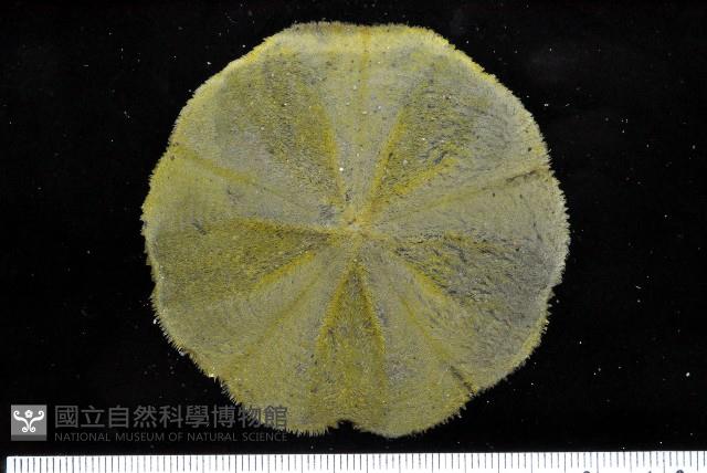 扁平蛛網海膽藏品圖，第12張