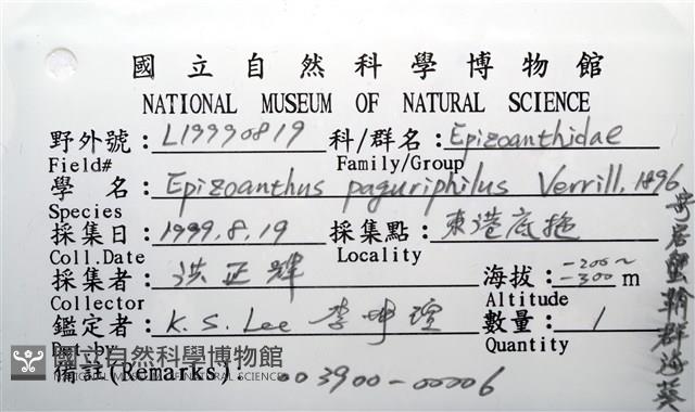 寄居蟹鞘群海葵藏品圖，第12張