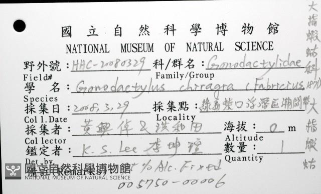 大指蝦蛄藏品圖，第12張