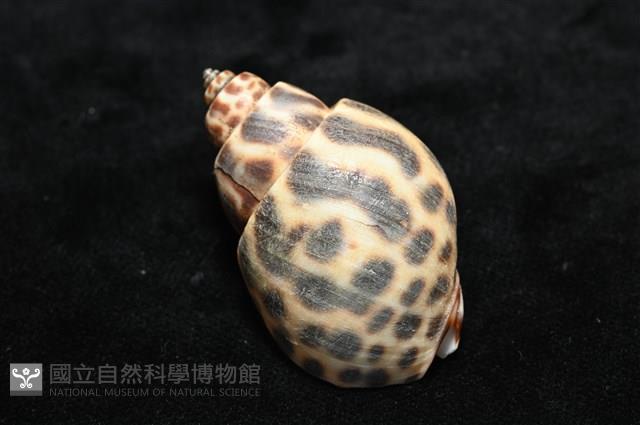 婆羅洲鳳螺藏品圖，第12張