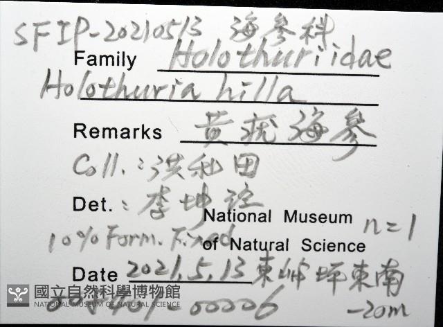 黃疣海參藏品圖，第12張