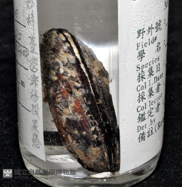 臺灣深海殼菜蛤藏品圖，第12張