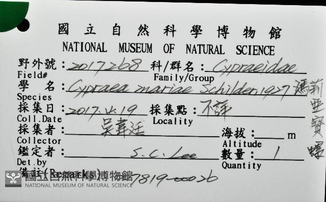 瑪莉亞寶螺藏品圖，第12張
