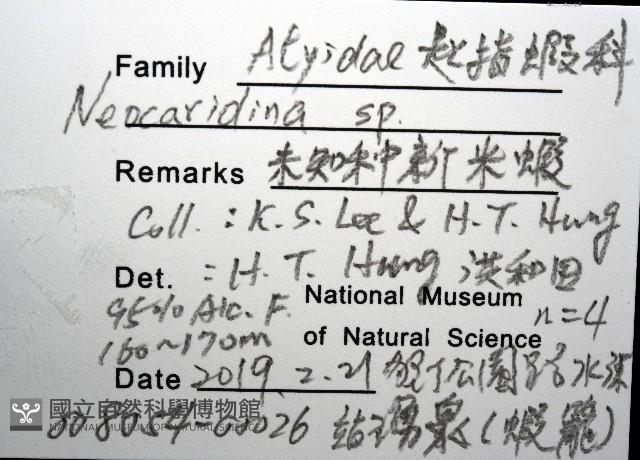 未知種新米蝦藏品圖，第12張