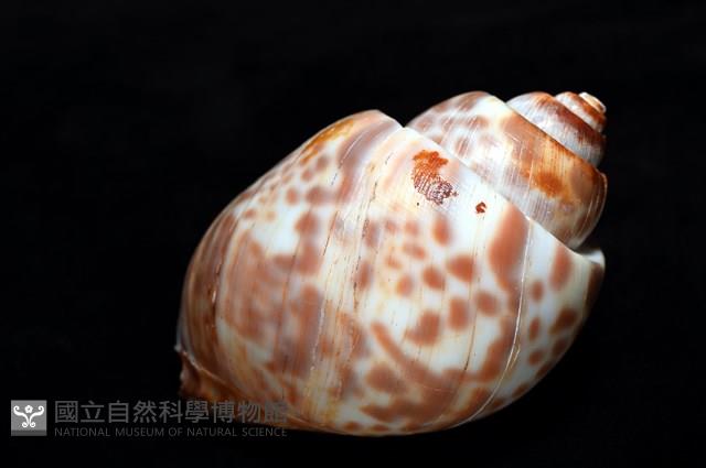 阿拉伯鳳螺藏品圖，第12張