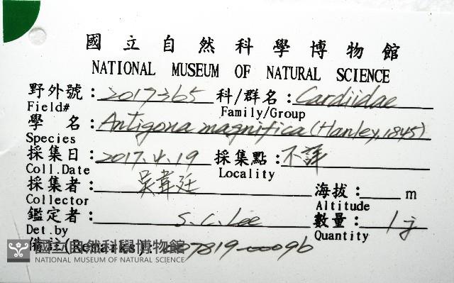 鉛球簾蛤藏品圖，第12張