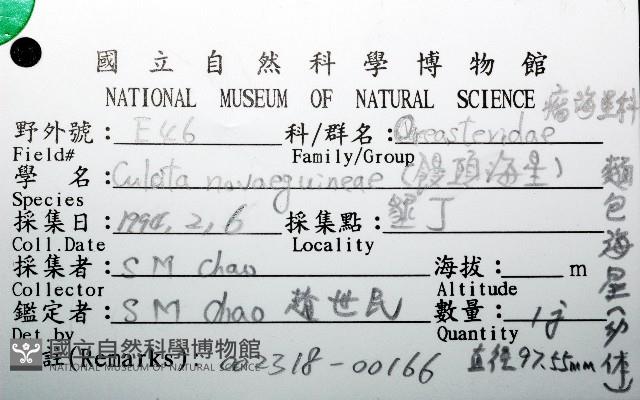 麵包海星(饅頭海星)藏品圖，第12張