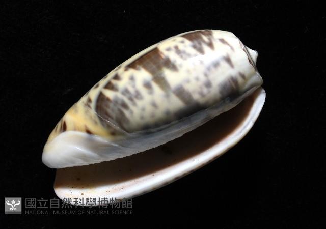 登錄號:007819-00136藏品圖，第12張