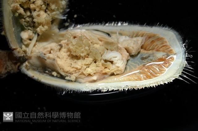 亞氏海豆芽藏品圖，第12張