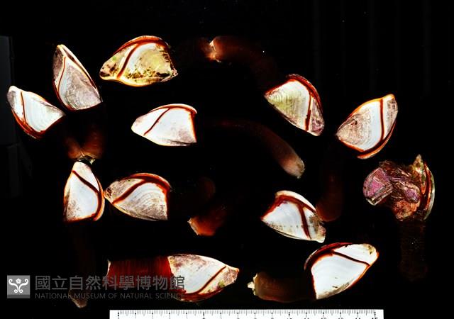 茗荷藏品圖，第12張