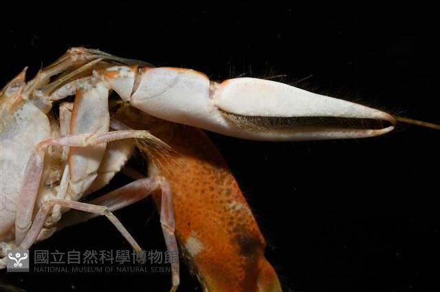 劍脊槍蝦藏品圖，第12張
