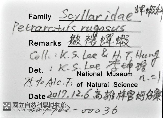 皺褶蟬蝦藏品圖，第12張