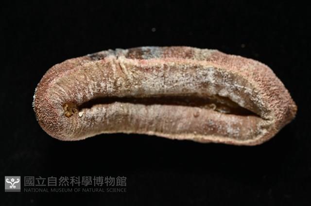 眼形隱板石鱉藏品圖，第12張