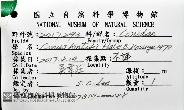 胭脂芋螺藏品圖，第12張