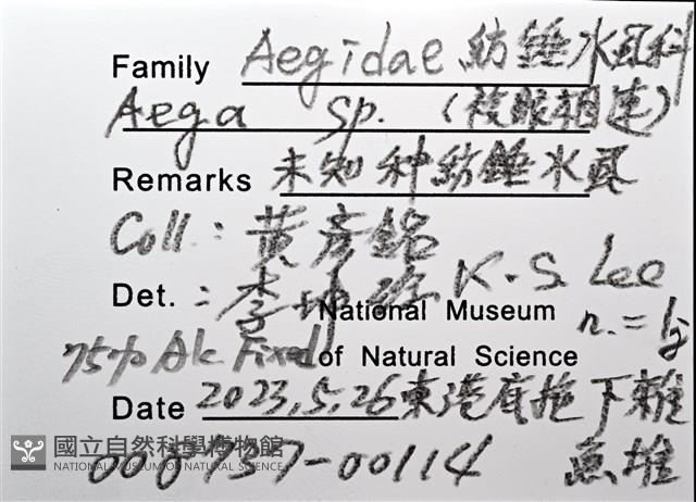 未知種紡錘水虱藏品圖，第12張