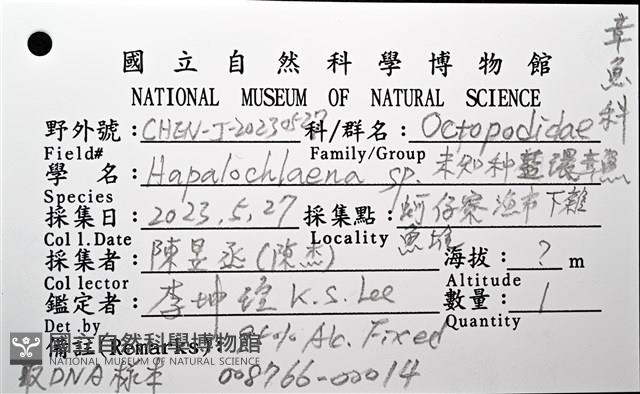 未知種藍環章魚藏品圖，第12張