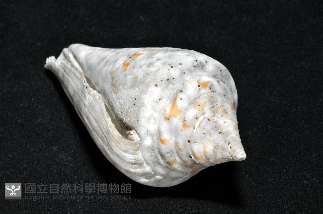 大佛塔芋螺藏品圖，第12張
