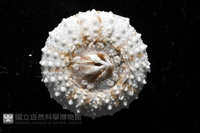 艾氏鋸海膽藏品圖，第12張