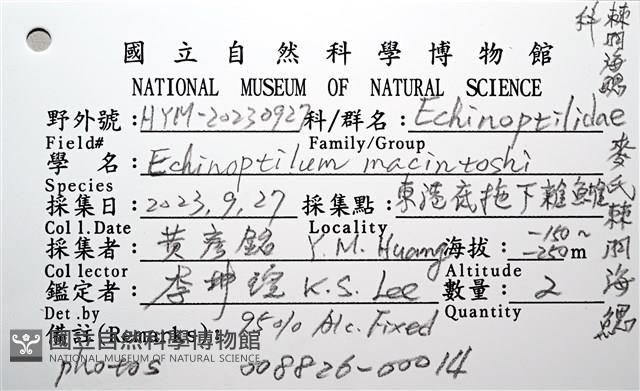 麥氏棘羽海鰓藏品圖，第12張